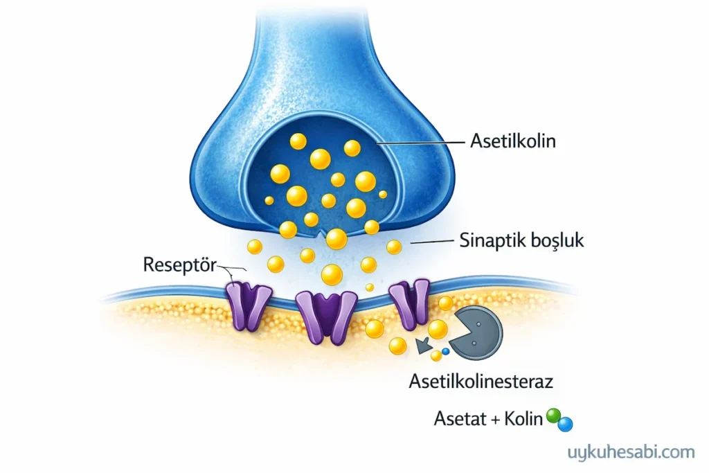 Asetilkolin, sinaptik boşlukta kısa süre etkili olur; ardından asetilkolinesteraz enzimi tarafından hızla parçalanır.