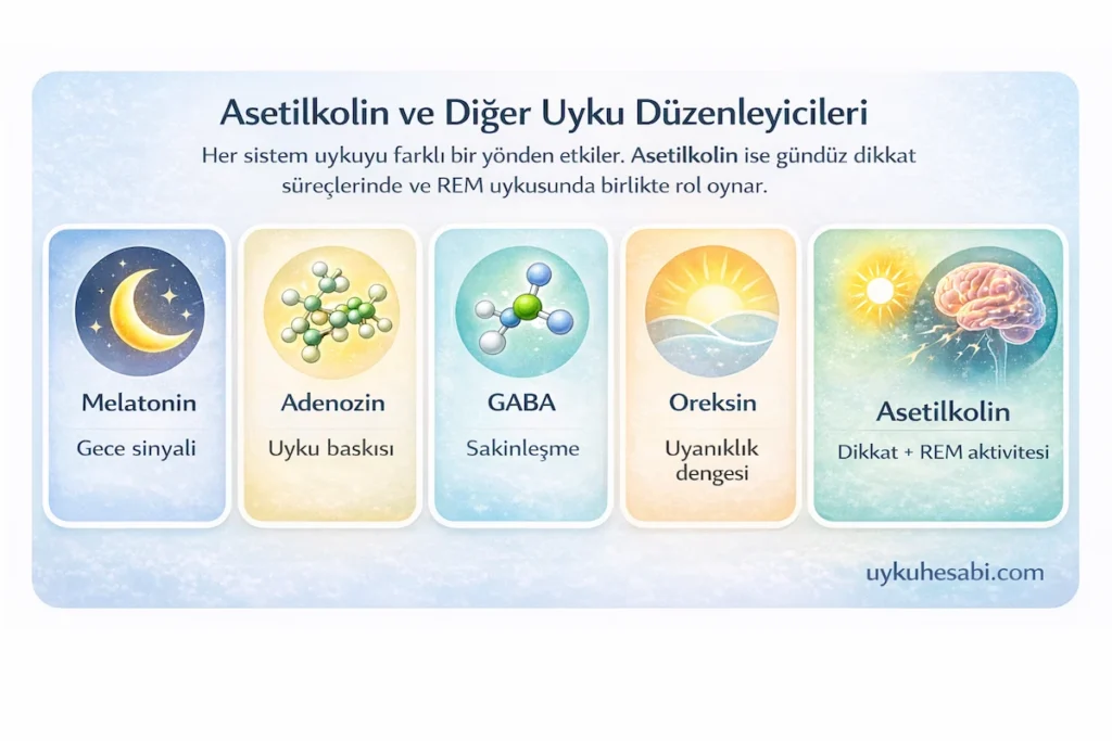 Her uyku düzenleyici sistem farklı bir işleve sahiptir; asetilkolin ise özellikle dikkat süreçleri ve REM uykusundaki çift yönlü rolüyle ayrılır.